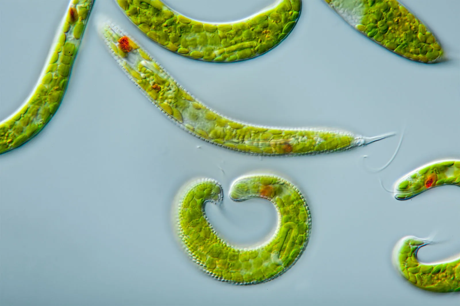 Euglena rostifera